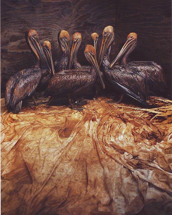 Foto do espanhol Daniel Beltrá, escolhida a melhor do ano, mostra pelicanos resgatados no Golfo do México