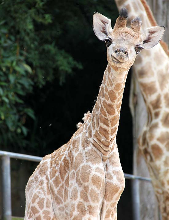 Girafa Jamal (foto) foi batizada no aniversrio do Zoolgico de So Paulo, que completou 53 anos