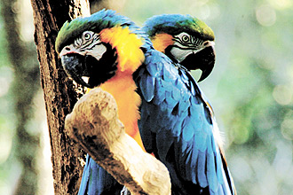 Casal de araras-azuis no Zooparque de Itatiba, conhecido como paraiso das aves, mas que abriga dezenas de outras espécies