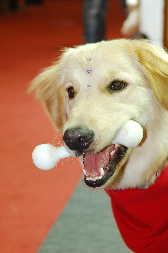 Cachorro durante o Pet Show, feira internacional de animais e produtos pet, que ocorre neste fim de semana