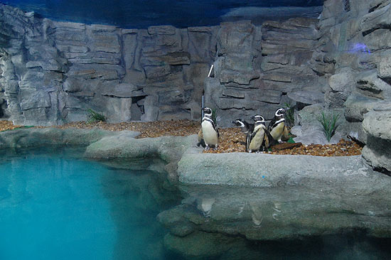O Aquário de São Paulo comemora seis anos de funcionamento; a novidade por lá é a reabertura do pinguinário