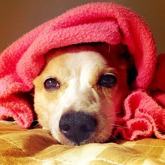 Na foto, a Mocinha, cachorra da Julia Bobrow, organizadora do SatyriCães, que ocorre domingo na Roosevelt