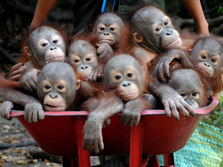 Bebês orangotangos vão à escola para aprender a viver na floresta