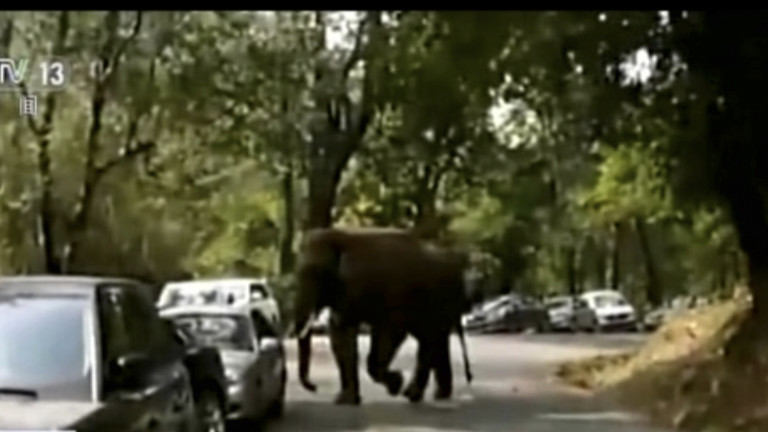 Elefante esmaga carro na China