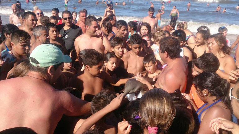 Banhistas tiram golfinho da água para fazer "selfie" na Argentina