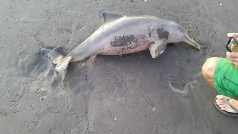 Golfinho morto em praia da Argentina vira "alvo" de "selfie" e provoca ira nas redes sociais