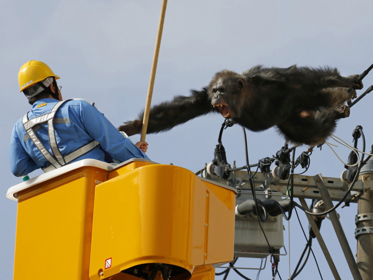 Chimpanzé fugitivo é capturado no Japão