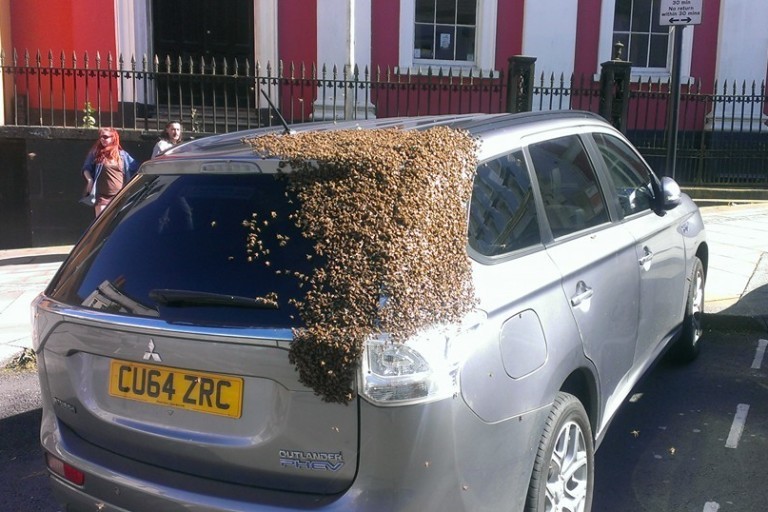 Milhares de abelhas seguiram carro pelas ruas do Reino Unido