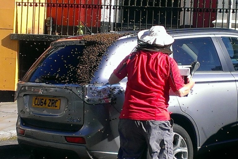 Os apicultores precisaram trabalhar dois dias para remover as abelhas do carro