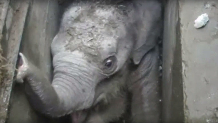 Filhote de elefante é resgatado após ficar entalado no Sri Lanka