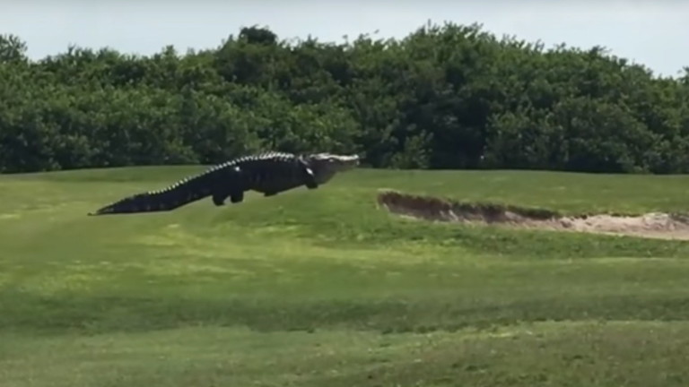 Homem filma crocodilo gigante cruzando campo de golfe na Florida