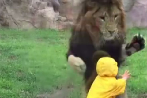 Vidro protege menino de ser atacado por leão