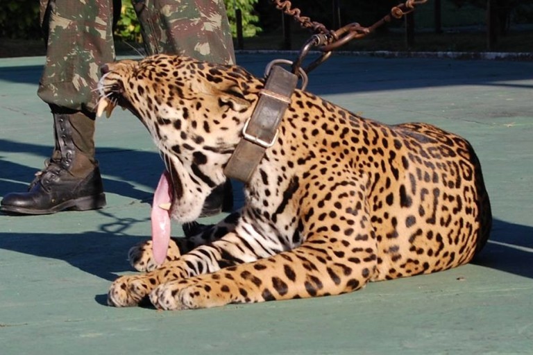 Onça do zoológico do Centro de Instrução de Guerra na Selva (CIGS), do Comando Militar da Amazônia (CMA) 
