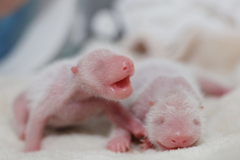 Gêmeos de urso panda gigantes recém-nascidos na China