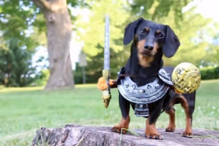 Crusoe aparece vestido como Sandor Clegane em "Game of Bones", paródia canina de "Game of Thrones"