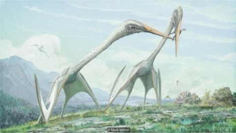 Os pterossauros podem ter sido os maiores animais que já voaram  BBC ***DIREITOS RESERVADOS. NÃO PUBLICAR SEM AUTORIZAÇÃO DO DETENTOR DOS DIREITOS AUTORAIS E DE IMAGEM***