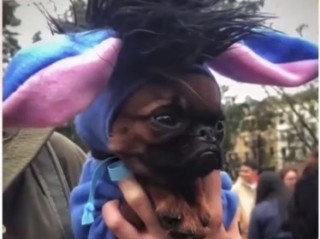 Cachorrinho participa da Tompkins Square Halloween Dog Parade