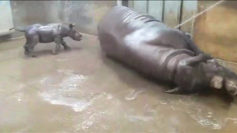 Ao lado da mãe, bebê rinoceronte toma seu primeiro banho