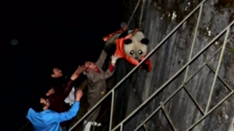 Após cair em usina hidrelétrica, panda é resgato na China