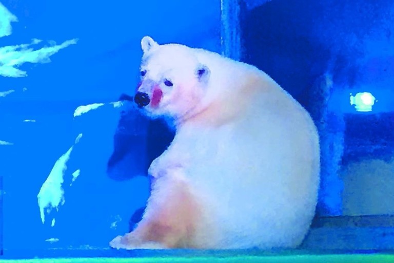 Ativista querem urso polar 'mais triste do mundo' em liberdade