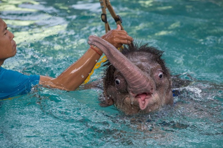 Clear Sky, o elefantinho de seis meses que se recupera fazendo hidroterapia