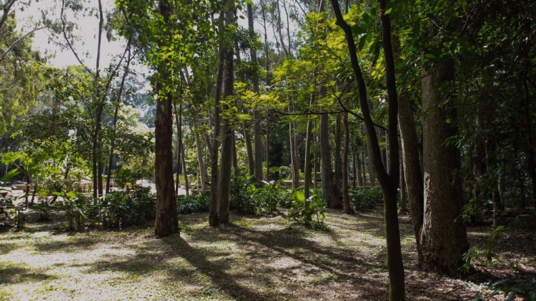 Legenda: SAO PAULO - SP - 28.03.2016 - Especial Morar Zona Leste. Com diversas areas verdes a zona leste teve um crescimento imobiliario nas areas próximas a parques, O Parque do Piqueri está localiza