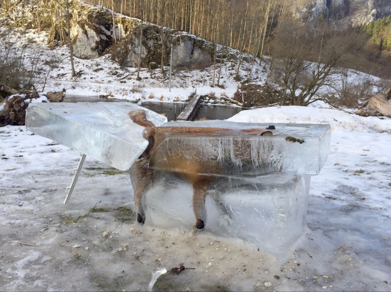 A block of ice with a frozen fox stands in Fridingen, southern Germany, on January 13, 2017. The fox broke on thin ice on the river Danube on December 9, 2016 and drowned.  / AFP PHOTO / dpa / Johanne