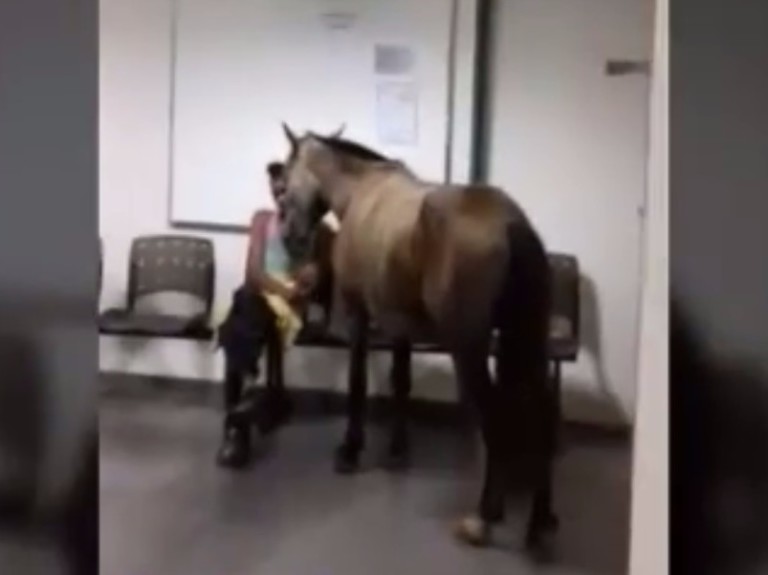 Homem entrou na recepção do pronto-socorro com seu cavalo