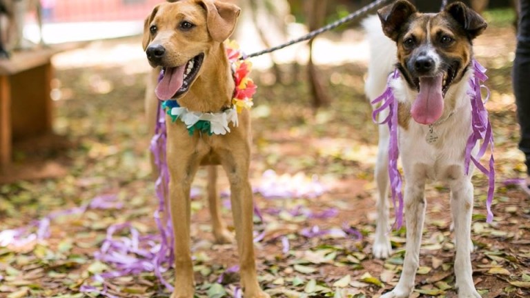 Animais de hoje e de ontem desfilam neste ″Carnaval″