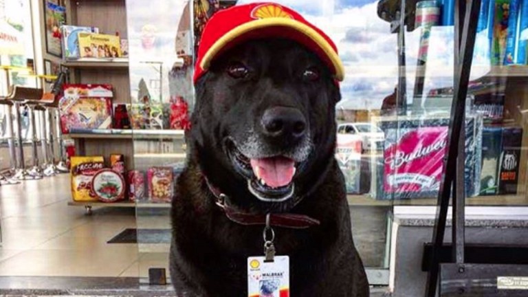 O cachorro Negão, 'funcionário' de um posto em Mogi das Cruzes ***  ****