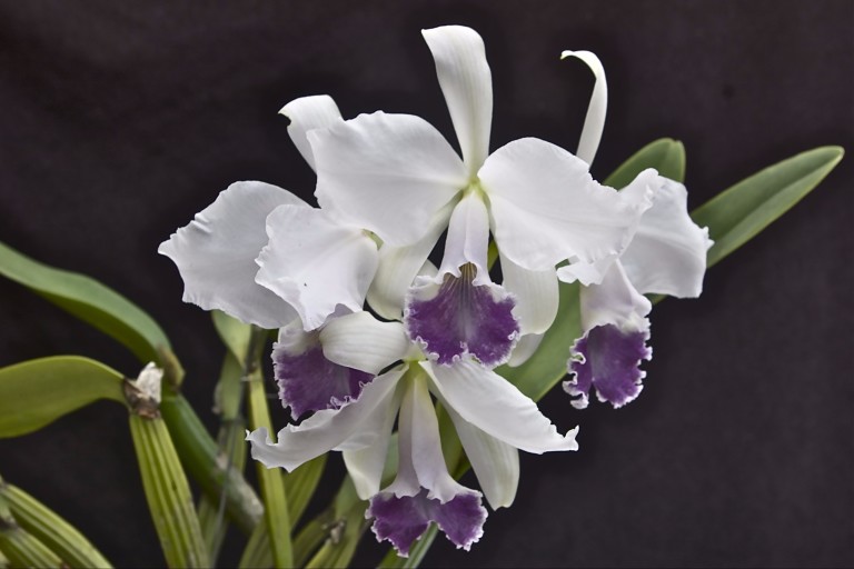 Orquidea - Exposição de Orquídeas