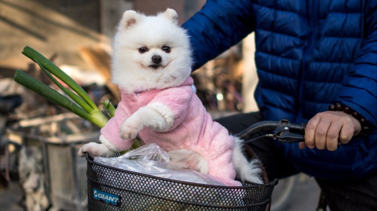 Cachorro passeia nas ruas de Xangai