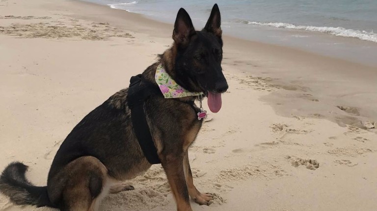A cadela Zenia, de três anos, do lutador Vitor Belfort, vai à praia pela primeira vez