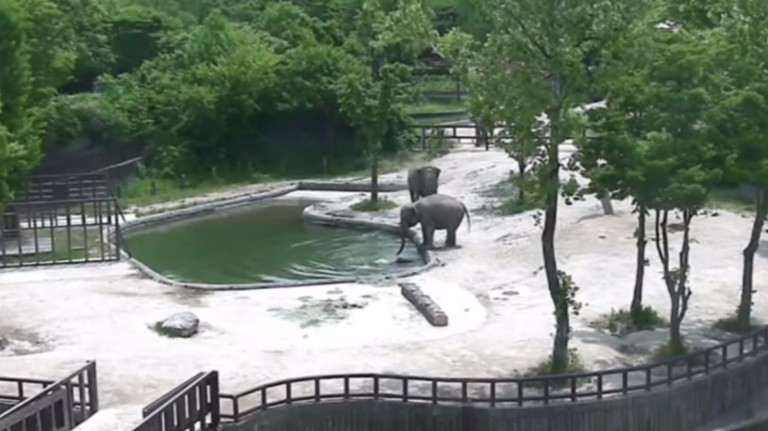 Elefantes salvam filhote de afogamento em zoológico