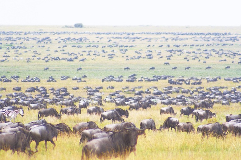Zebras e gnus cobrem planície no parque nacional do Serengueti, ao norte da Tanzânia, em foto de 2009