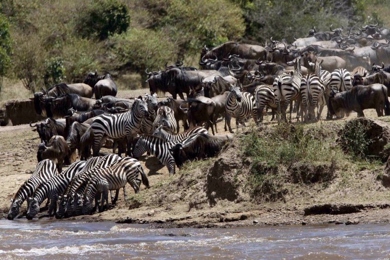 Antílopes e zebras se preparam para atravessar o rio Mara, que corta a reserva nacional Masai Mara, no Quênia, em foto de 2007