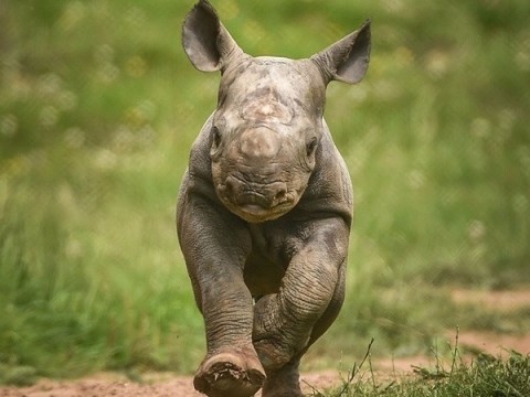 Um dos filhotes de rinoceronte preto oriental nascido no zoológico de Chester, na Inglaterra 