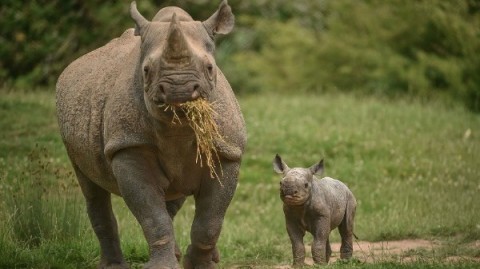 Mãe e bebê rinoceronte preto oriental pastam no zoológico de Chester, na Inglaterra