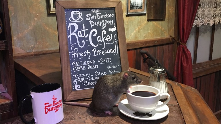 O café oferece aos visitantes a possibilidade de provar bolos, tomar café e chá e desfrutar da presença de um monte de ratos 