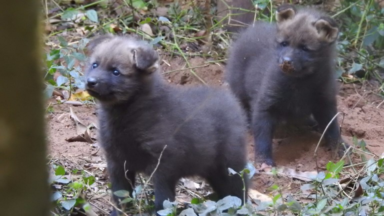 Dois filhotes de lobo-guará no zoológico de Bauru