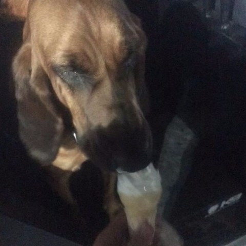 Cão Ally foi presenteado com um sorvete após encontrar mulher desaparecida