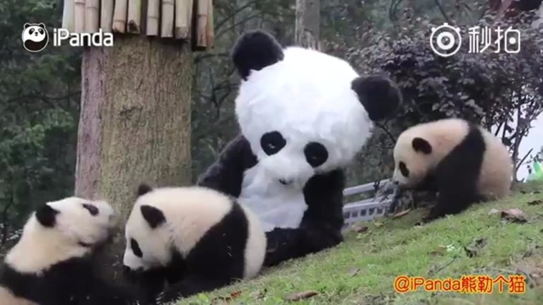 Tratador se fantasia de panda para virar "babá" de filhotes