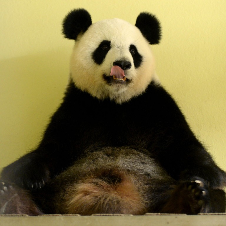 Huan Huan, uma panda emprestada pela China ao zoológico de Beauval ainda grávida dos gêmeos