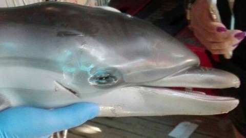 Membro da ONG em Mojácar, no sul da Espanha, segura bebê golfinho morto