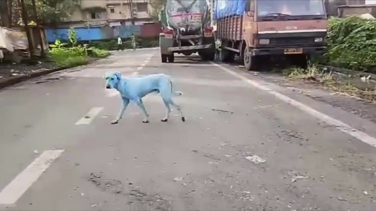 Cachorros vira-lata azuis em Mumbai, na Índia