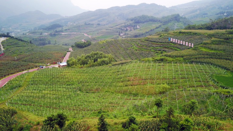 Visa da plantação de kiwi em Guizhou, na China