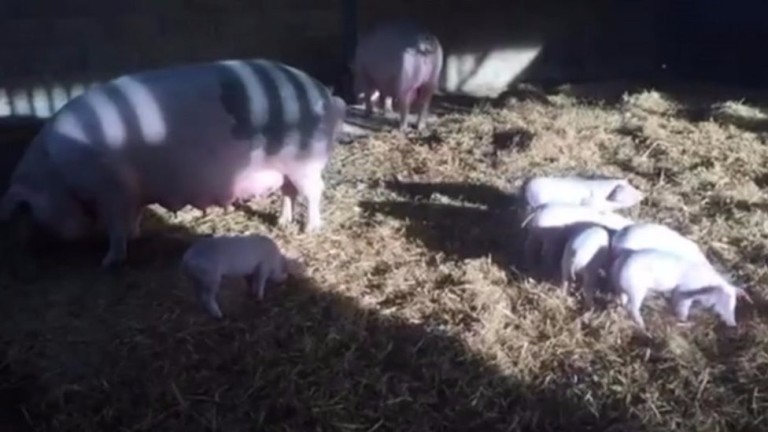 Os 18 porquinhos e as duas porcas não poderiam ser mantidos como bichos de estimação, segundo o dono da fazenda