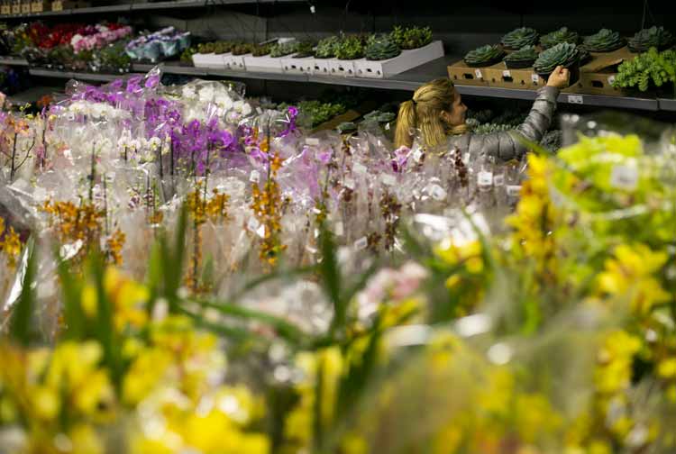 Flores em exposio na loja Milplantas