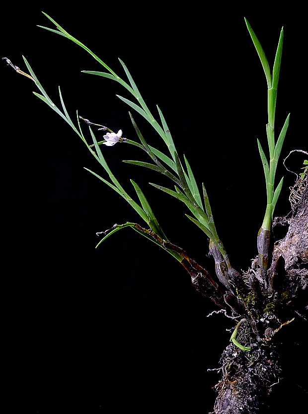 Cinco novas espécies de orquídeas foram descoberta nas Filipinas