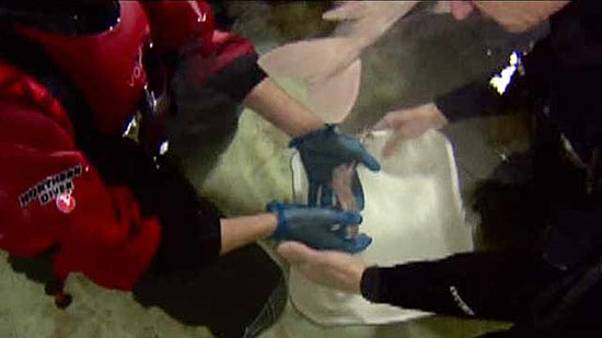 Um dos 16 filhotes nascidos de tubarão-anjo que nasceram em um aquário na Escócia; assista ao vídeo 